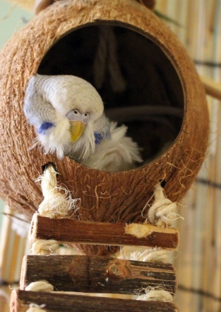 Coconut Treasure Hunt
